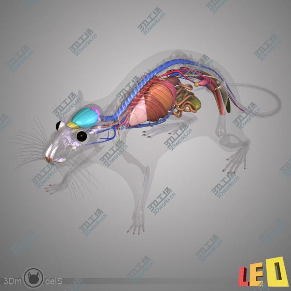 images/goods_img/202104094/Rat Anatomy/4.jpg